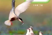 教科版三年级下册科学电子课本｜3个单元30课全册目录
